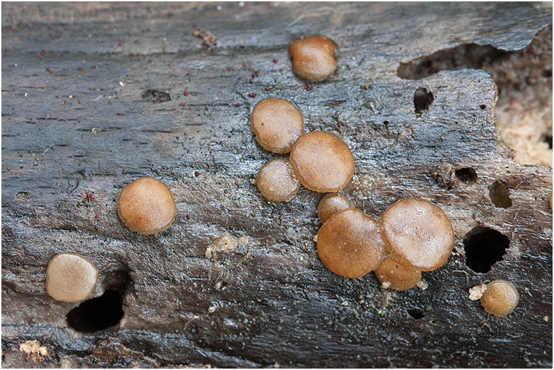 Adelphella babingtonii photo 1