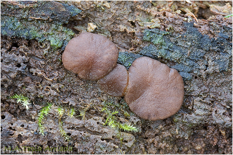 Adelphella babingtonii photo 2