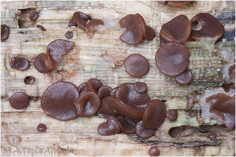 Adelphella babingtonii photo 3