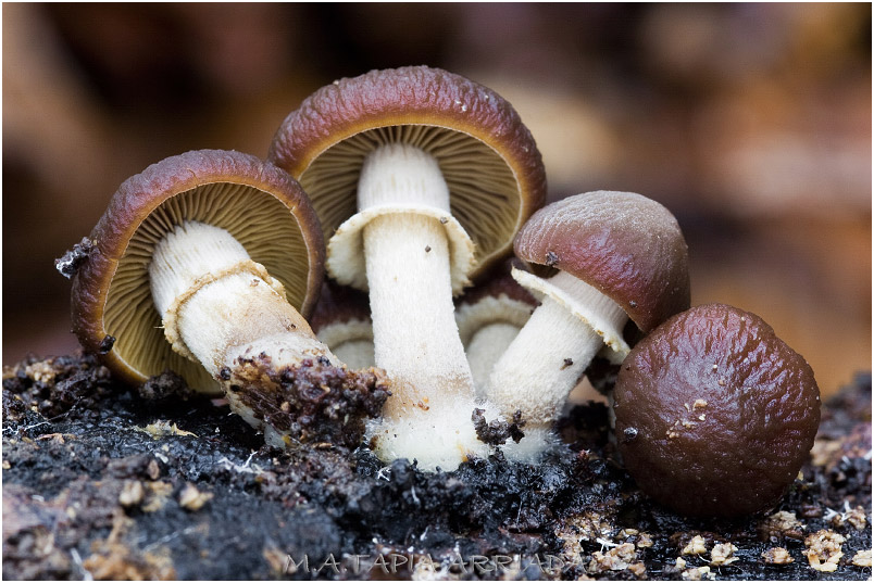 Agrocybe erebia photo 1