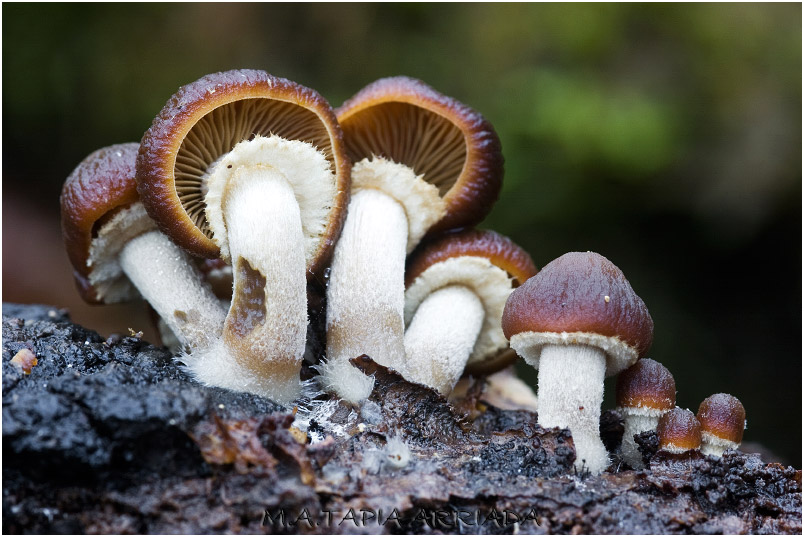 Agrocybe erebia photo 2