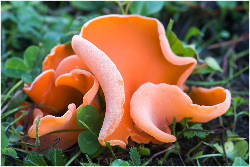 Aleuria aurantia photo 1