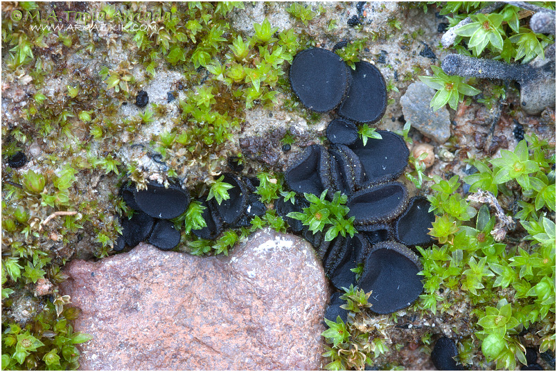 Anthracobia subatra photo 1
