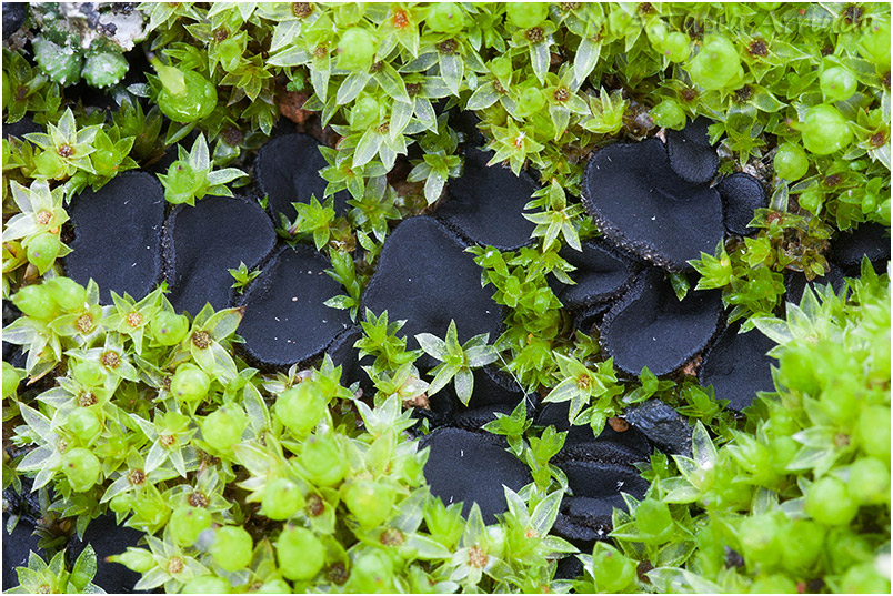 Anthracobia subatra photo 3