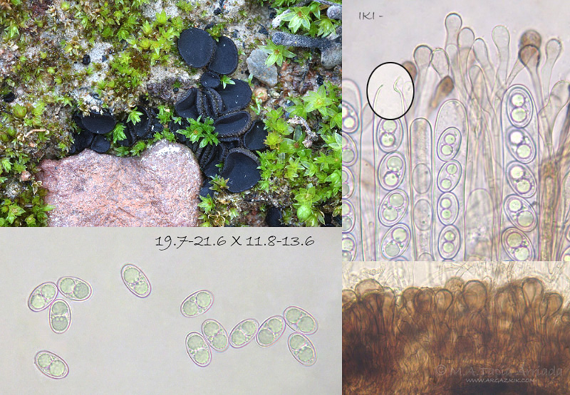 Anthracobia subatra photo 4