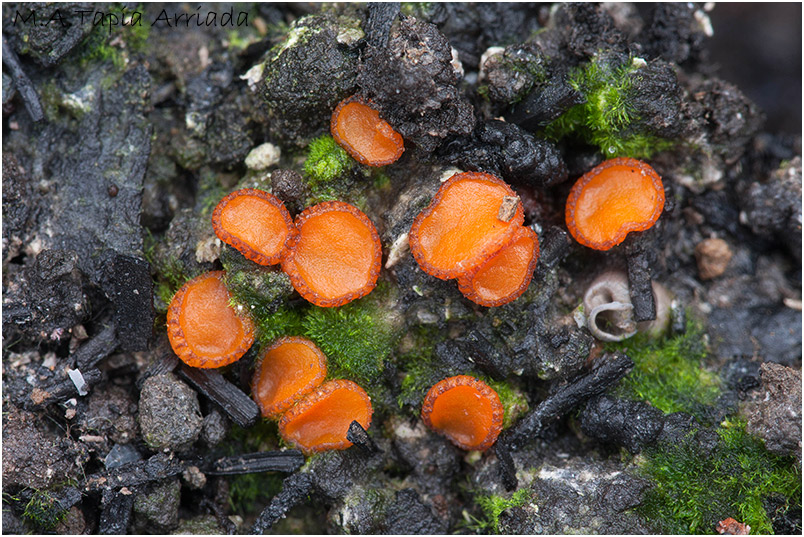 Anthracobia tristis photo 2