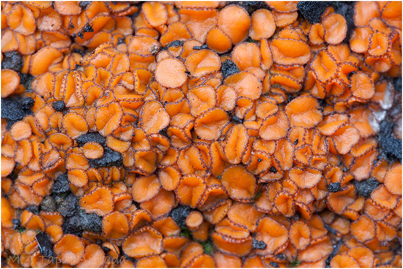 Anthracobia tristis photo 3