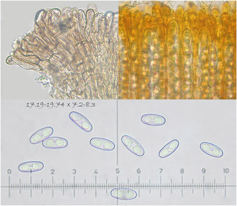 Anthracobia tristis photo 4