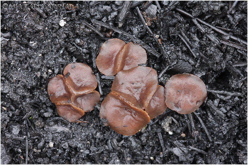 Anthracobia uncinata photo 1