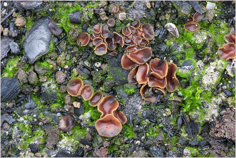 Anthracobia uncinata photo 2