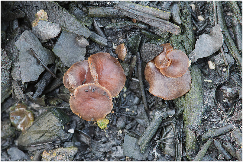 Anthracobia uncinata photo 3