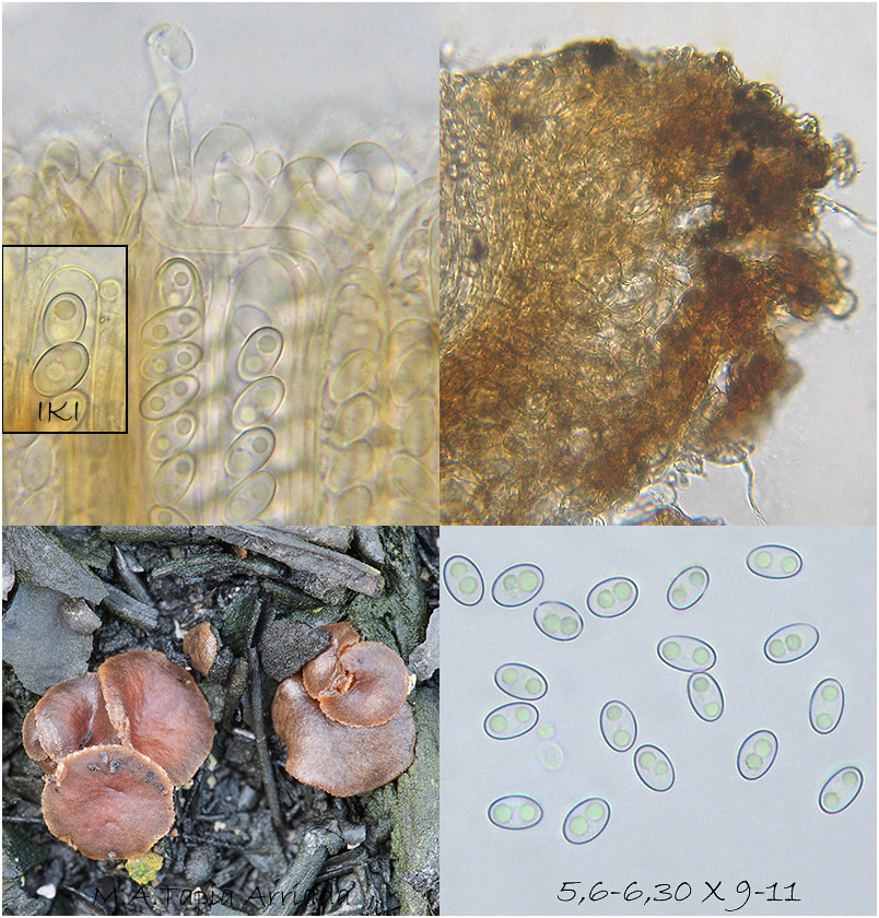 Anthracobia uncinata photo 4