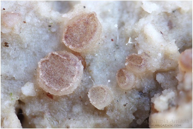 Ascobolus brassicae photo 1
