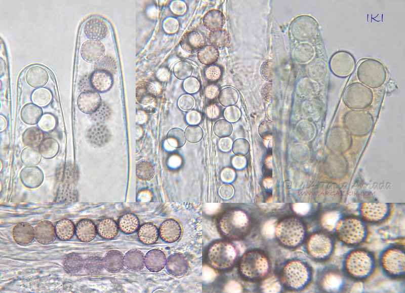 Ascobolus brassicae photo 2