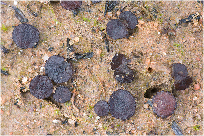 Ascobolus carbonarius photo 2