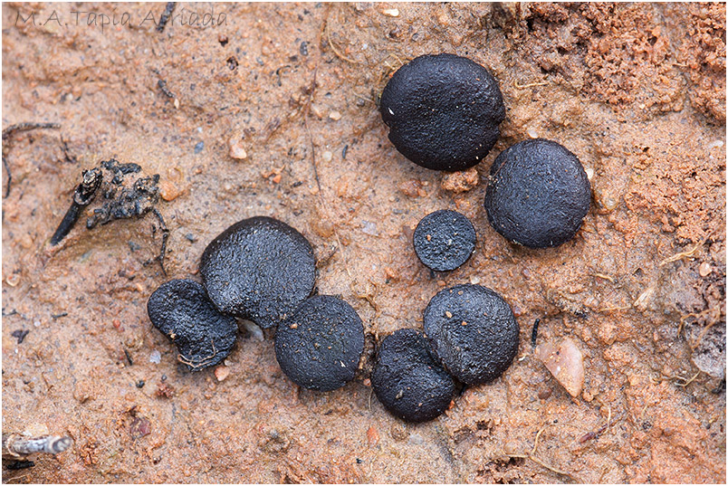 Ascobolus carbonarius photo 3