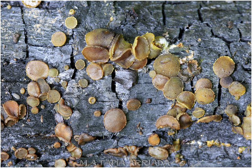 Ascobolus carbonarius photo 4