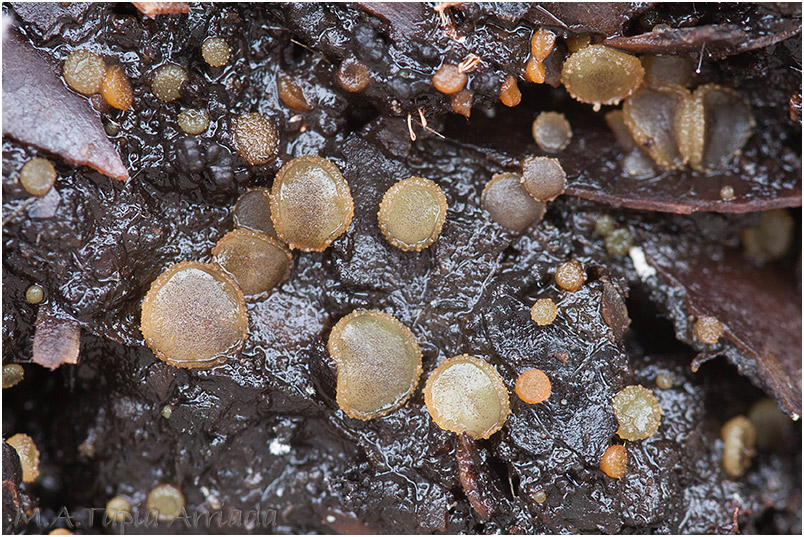 Ascobolus crenulatus photo 1