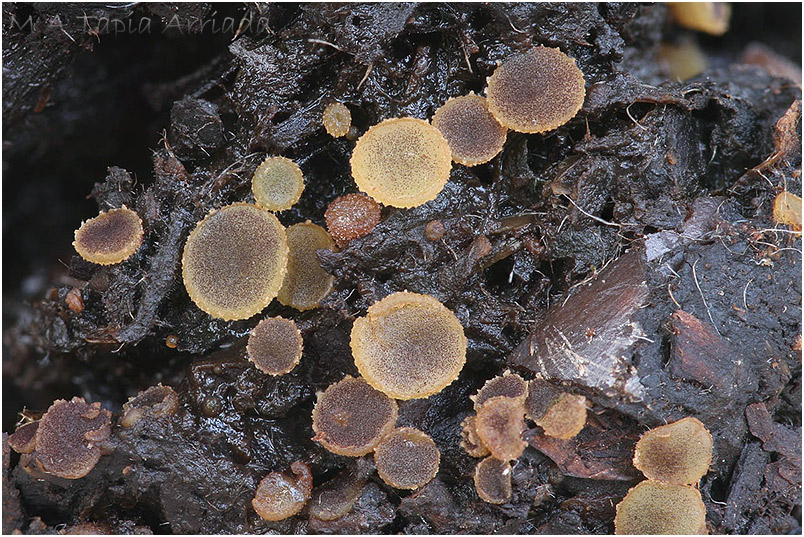 Ascobolus crenulatus photo 2
