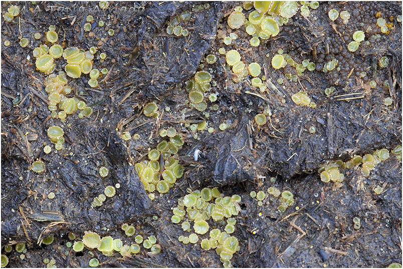 Ascobolus furfuraceus photo 1