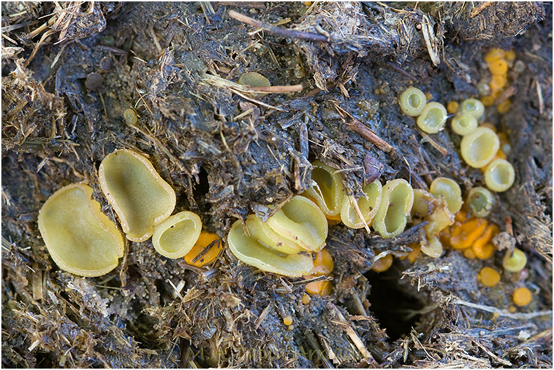 Ascobolus furfuraceus photo 2