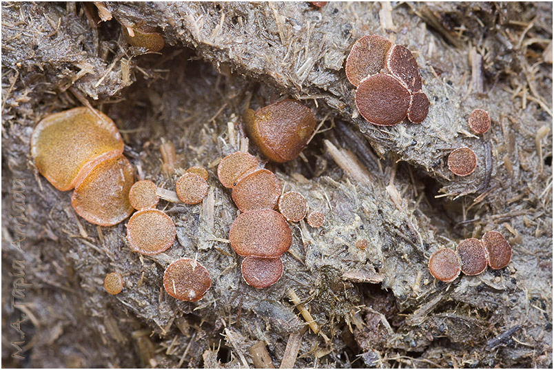 Ascobolus furfuraceus photo 3