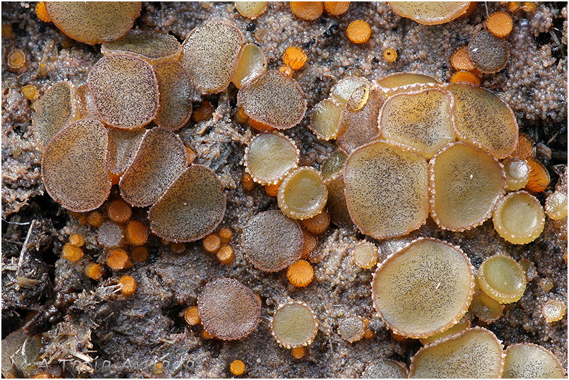 Ascobolus furfuraceus photo 4