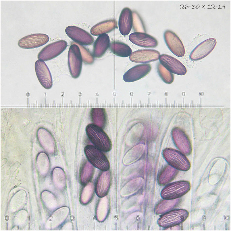 Ascobolus furfuraceus photo 5