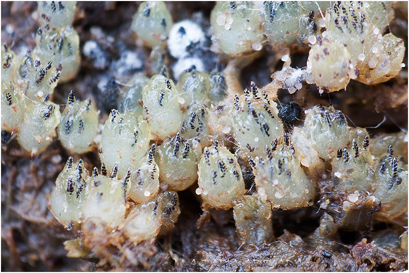 Ascobolus immersus photo 1