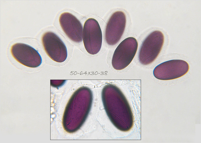 Ascobolus immersus photo 4