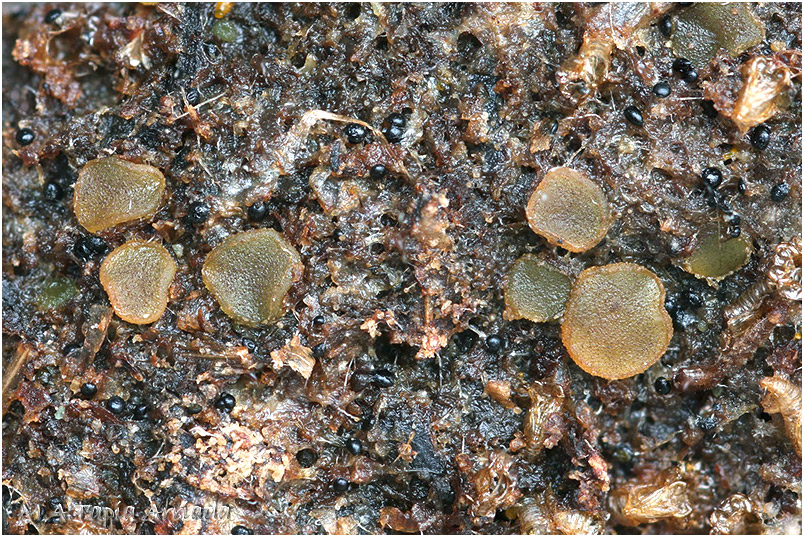 Ascobolus lineolatus photo 1