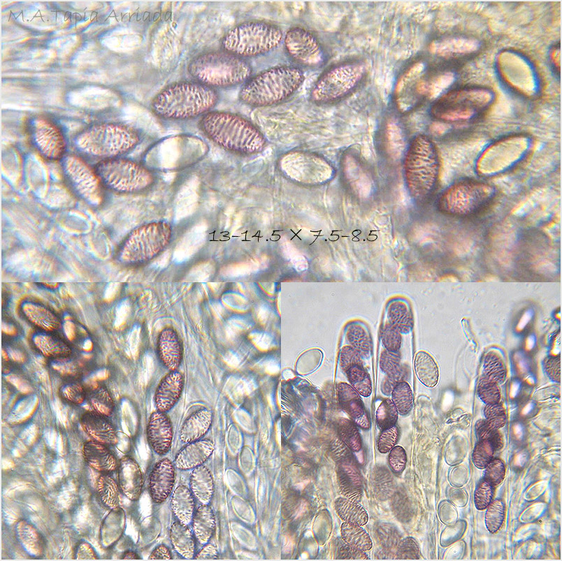Ascobolus lineolatus photo 3