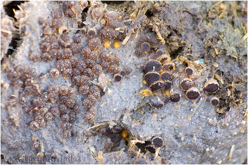 Ascobolus michaudii photo 1