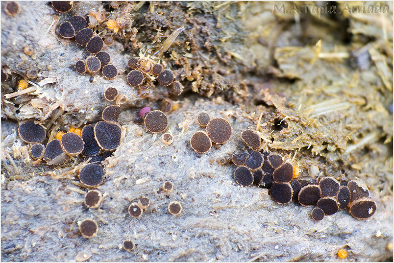 Ascobolus michaudii photo 2
