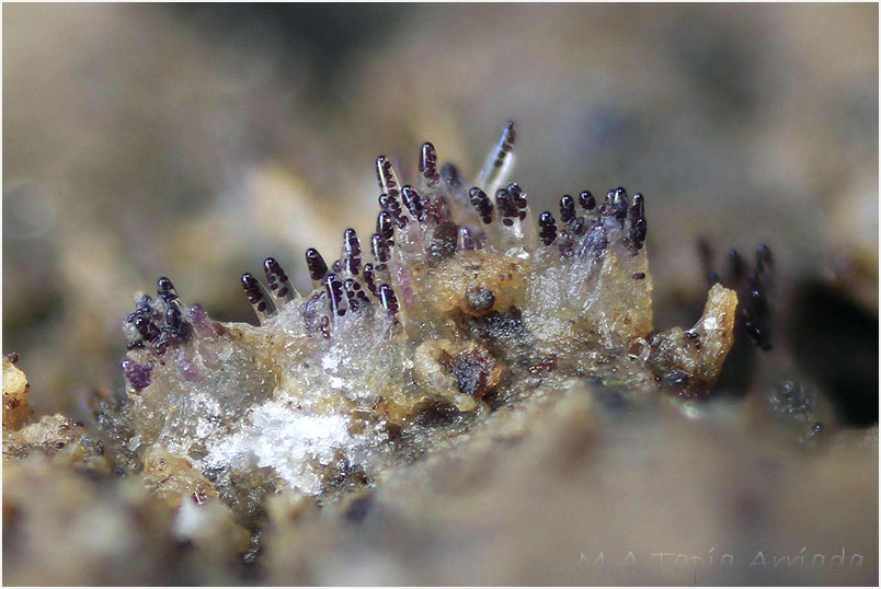 Ascobolus stictoideus photo 1