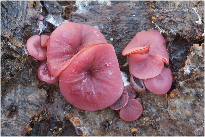 Ascocoryne
