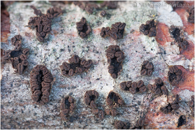 Cenangium ferruginosum photo 1