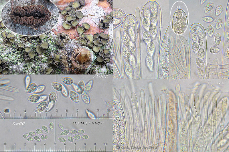 Cenangium ferruginosum photo 3