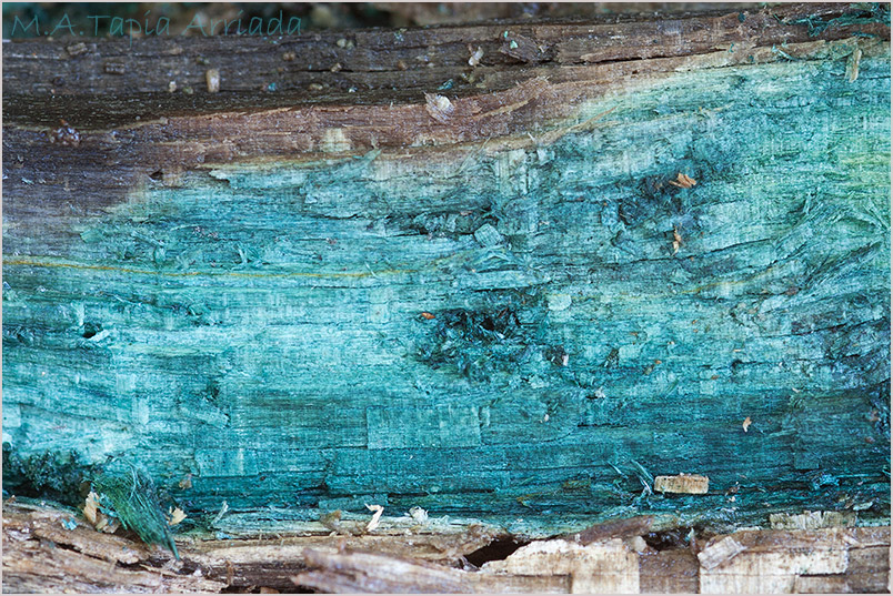 Chlorociboria aeruginascens photo 2