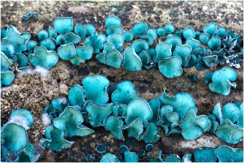 Chlorociboria aeruginascens photo 2