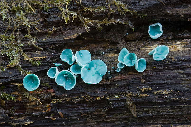 Chlorociboria aeruginascens photo 2