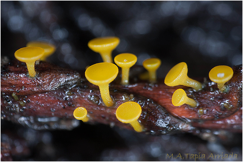 Chloroscypha alutipes photo 3
