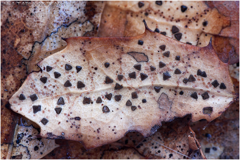 Coccomyces delta photo 2