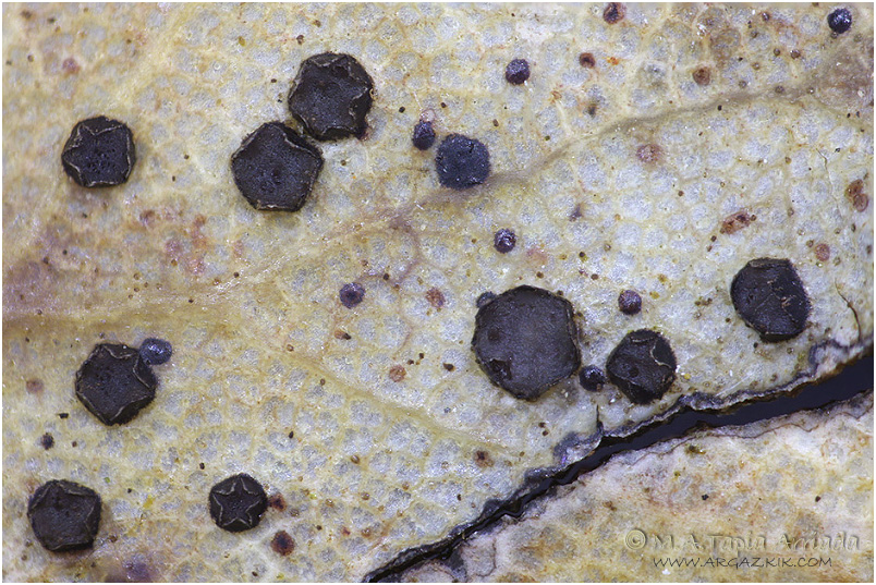 Coccomyces dentatus photo 1