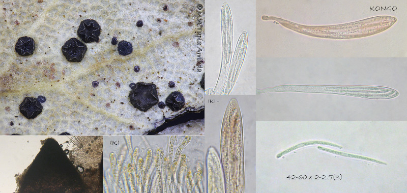 Coccomyces dentatus photo 2