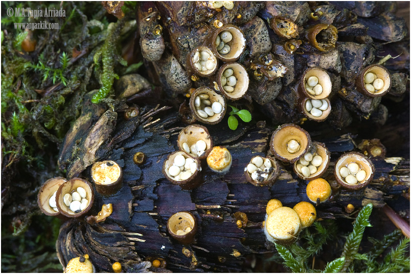 Crucibulum laeve photo 1