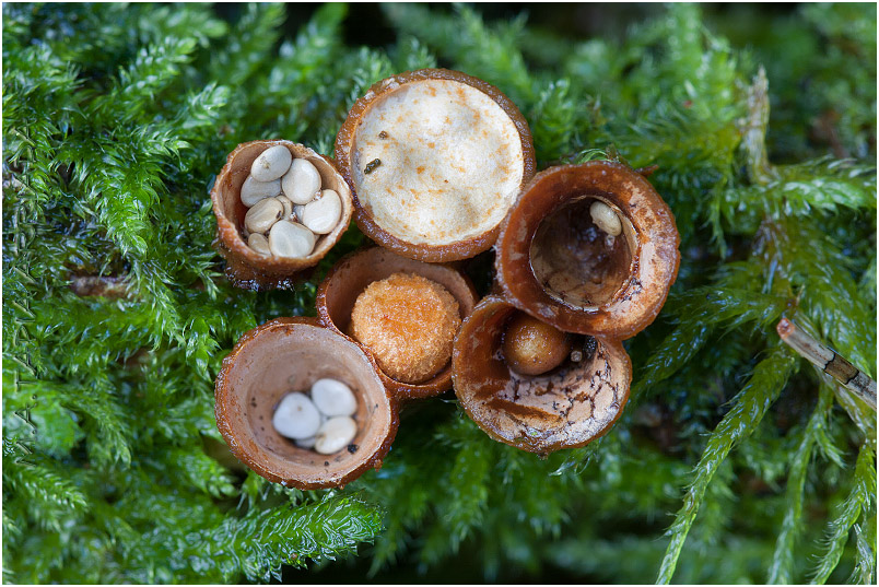 Crucibulum laeve photo 2