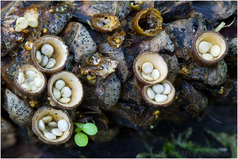 Crucibulum laeve photo 3
