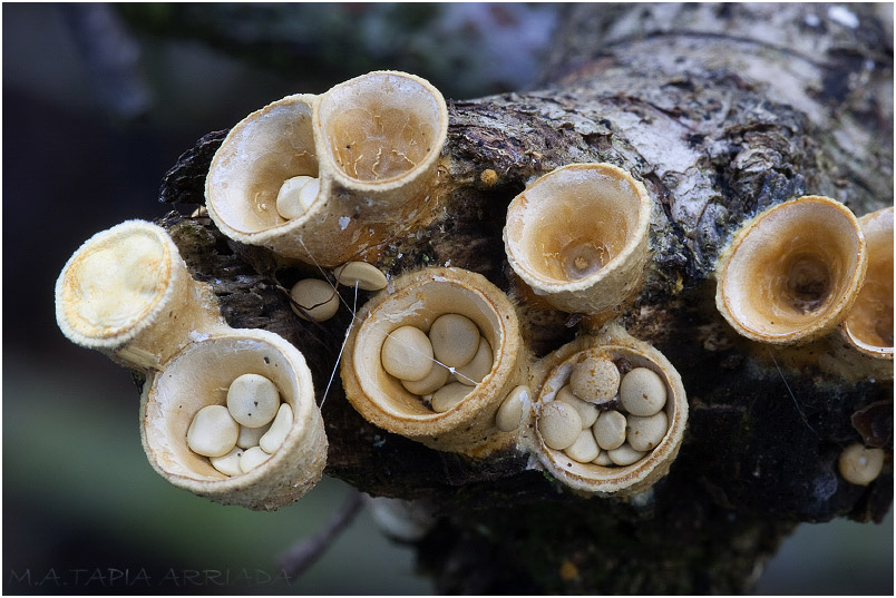 Crucibulum laeve photo 5