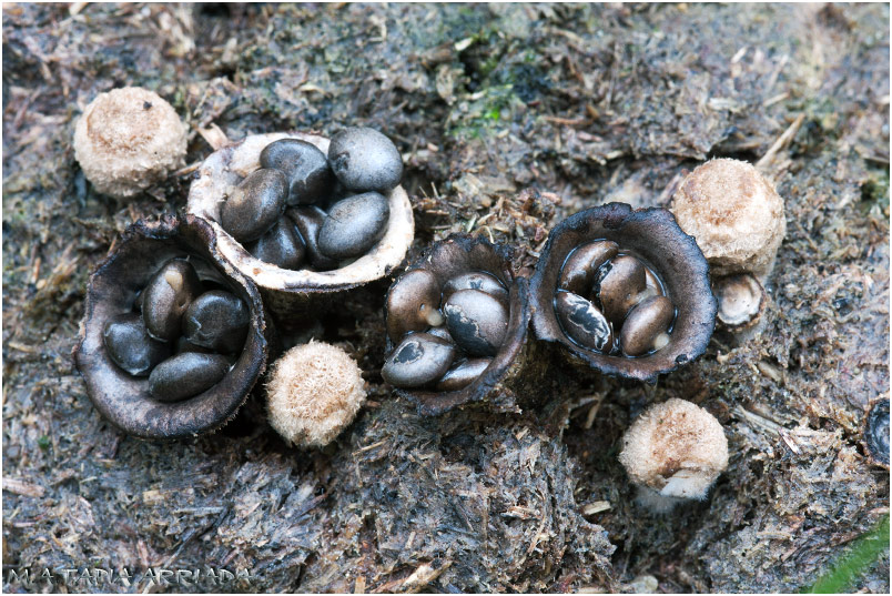 Cyathus olla photo 1